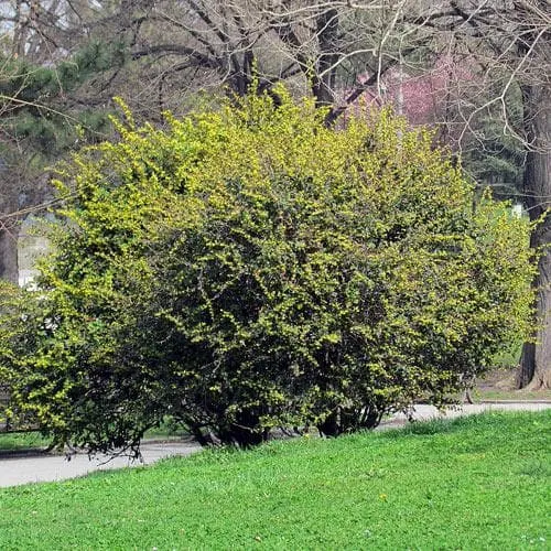 Berberis julianae