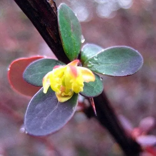 Berberis thunbergii