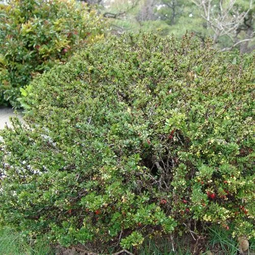 Berberis thunbergii