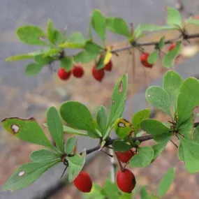 Berberis thunbergii
