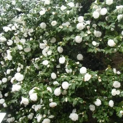 Camellia japonica Alba Plena