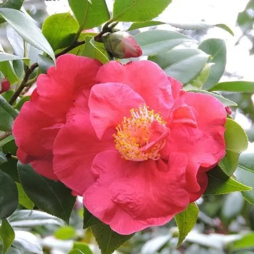 Camellia japonica Dr King