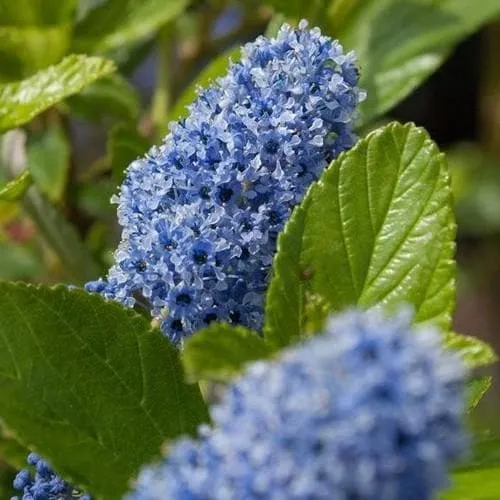 Ceanothus Trewithen Blue