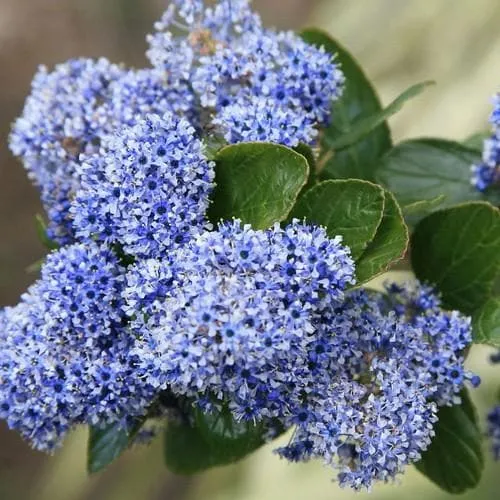 Ceanothus Trewithen Blue