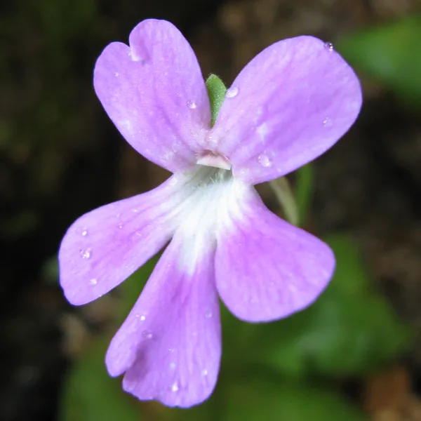 Sethos Butterwort