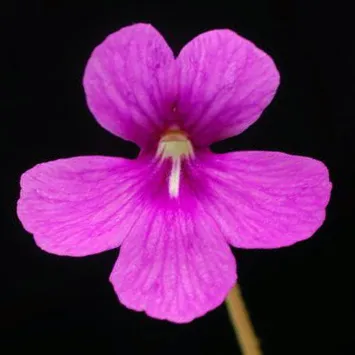 Weser Butterwort