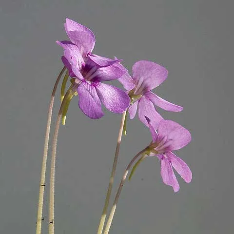 Weser Butterwort