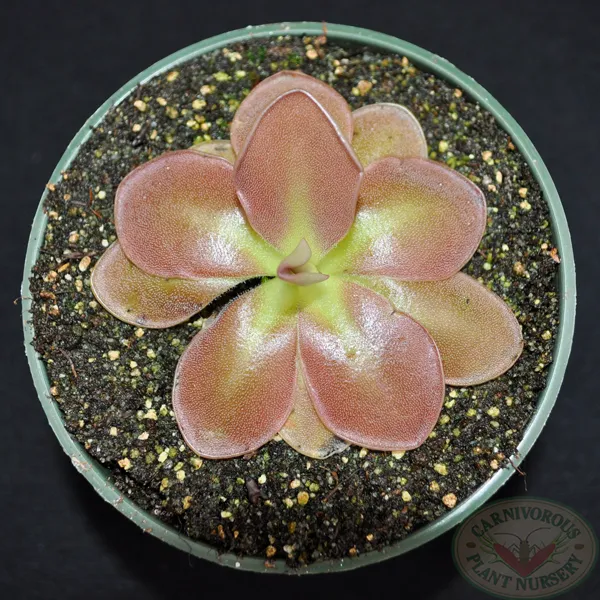 Weser Butterwort