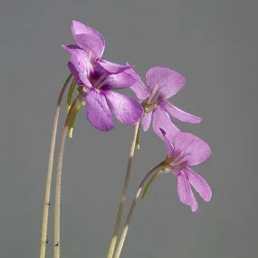 Weser Butterwort